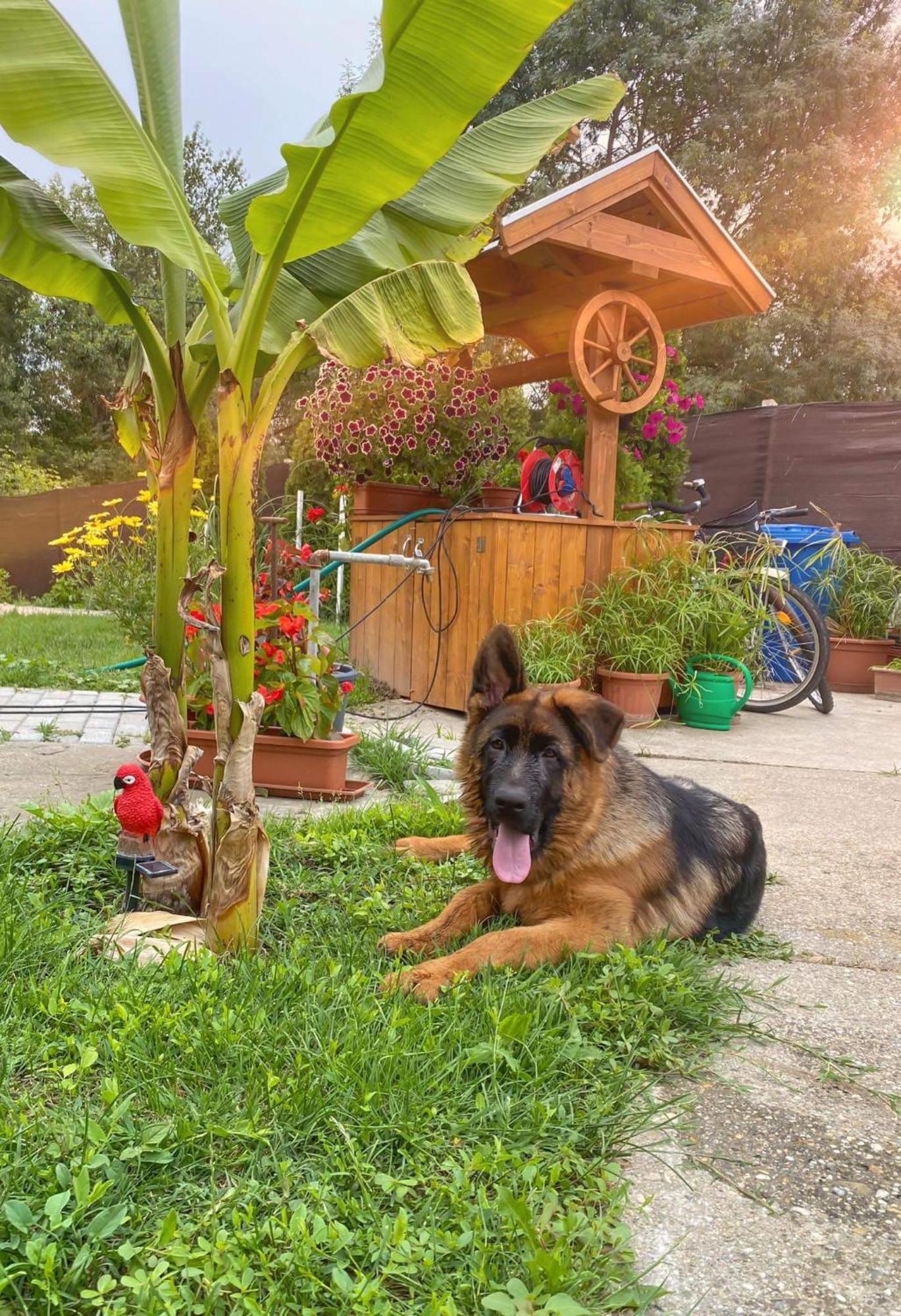 Arany Vendeghaz Villa Szarvas Exteriör bild