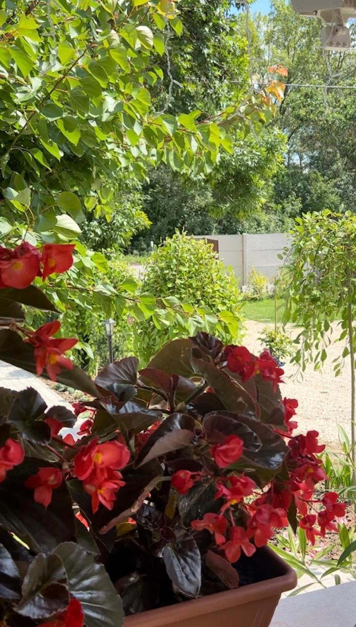 Arany Vendeghaz Villa Szarvas Exteriör bild