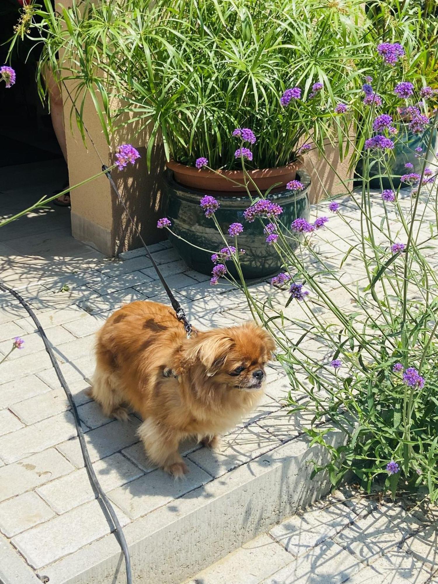 Arany Vendeghaz Villa Szarvas Exteriör bild